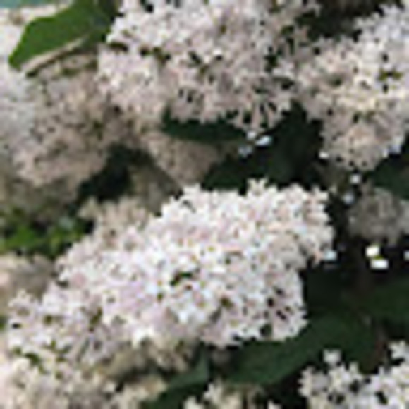 Meet your Posher, Ksenia - Picture 1 of 1